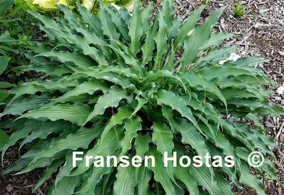 Hosta Country Livewire